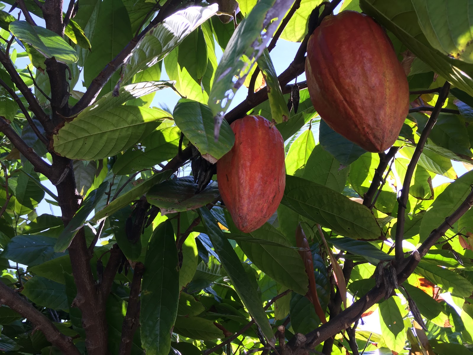 We grow a diverse range of crops including kona coffee, macadamia nuts, avocados, . The Original Hawaiian Chocolate Company Farm Tour
