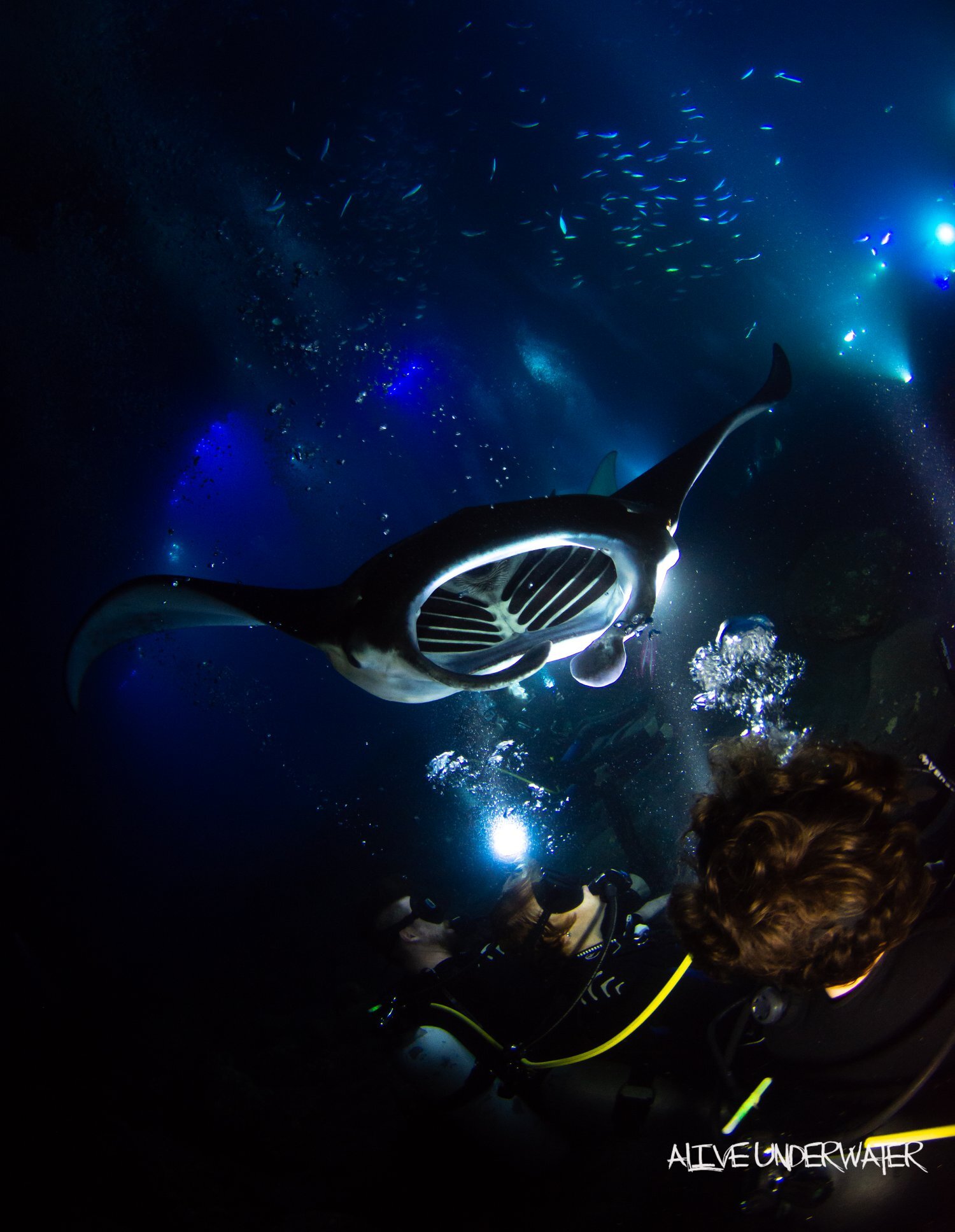 Popular big island manta ray night snorkeling / diving tours ; Manta Ray Dives Of Hawaii