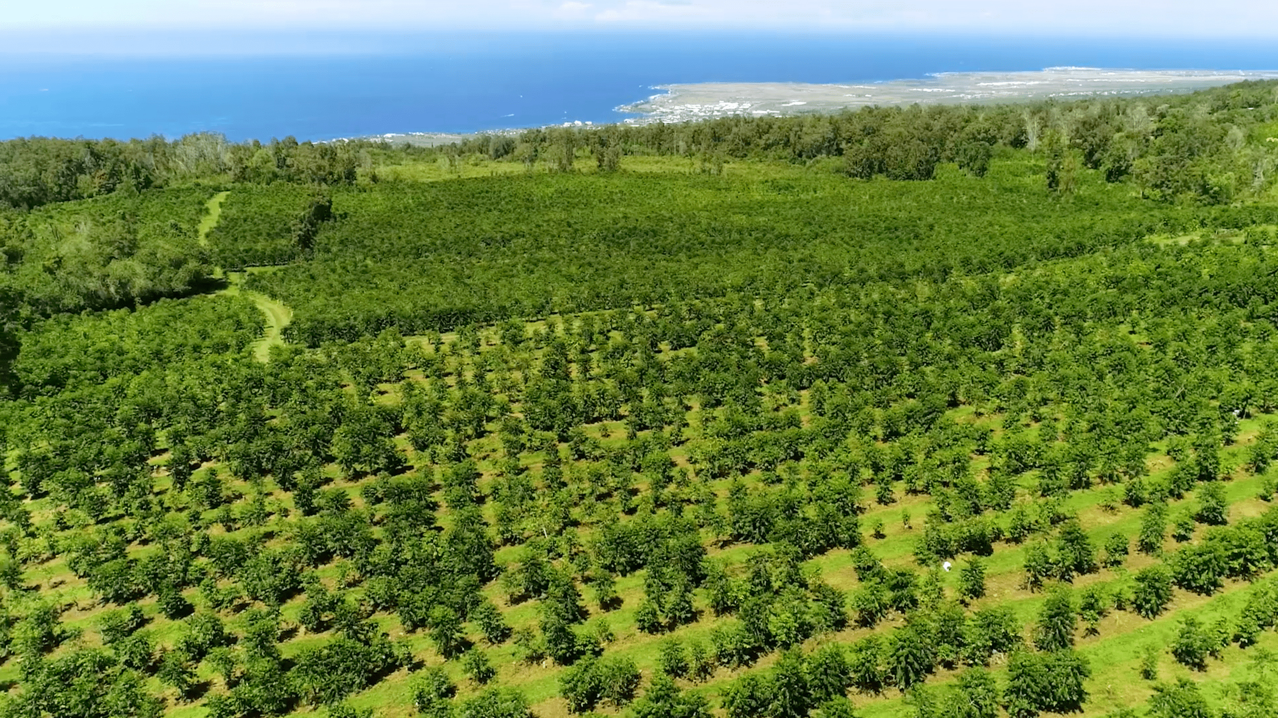 We take the time to explain the coffee process as we walk through our kona coffee trees. Sustainably Farmed Kona Coffee And Tea Company