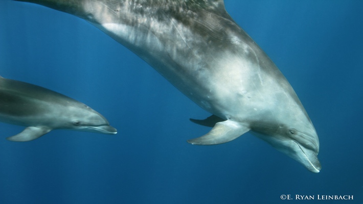 Top hikes best restaurants nightlife on hawaii i. Dolphin Viewing And Reef Snorkel Tour Best Dolphin Snorkel Tours Hawaii Best Manta Ray Night Snorkel Tour