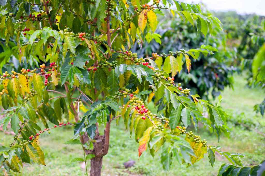 48+ Kona Coffee Farms To Visit