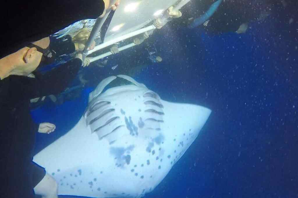 Best Best Manta Ray Tours Kona