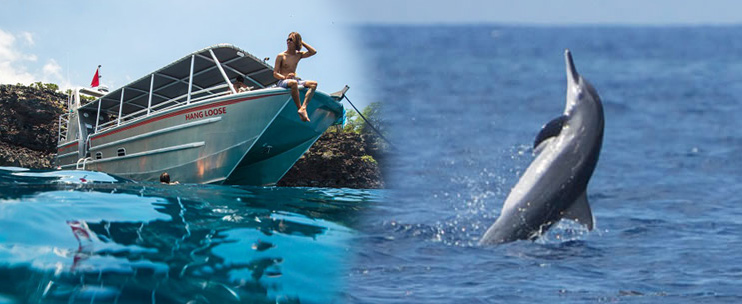 Amazing Dolphin Excursions Kona Hawaii