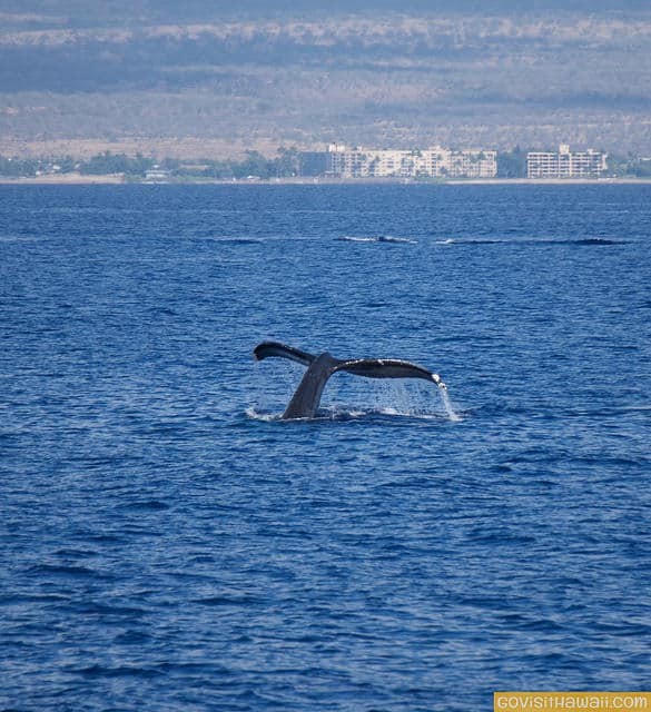 Big Island Whales