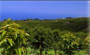 39+ Best Kona Coffee Farm Tours