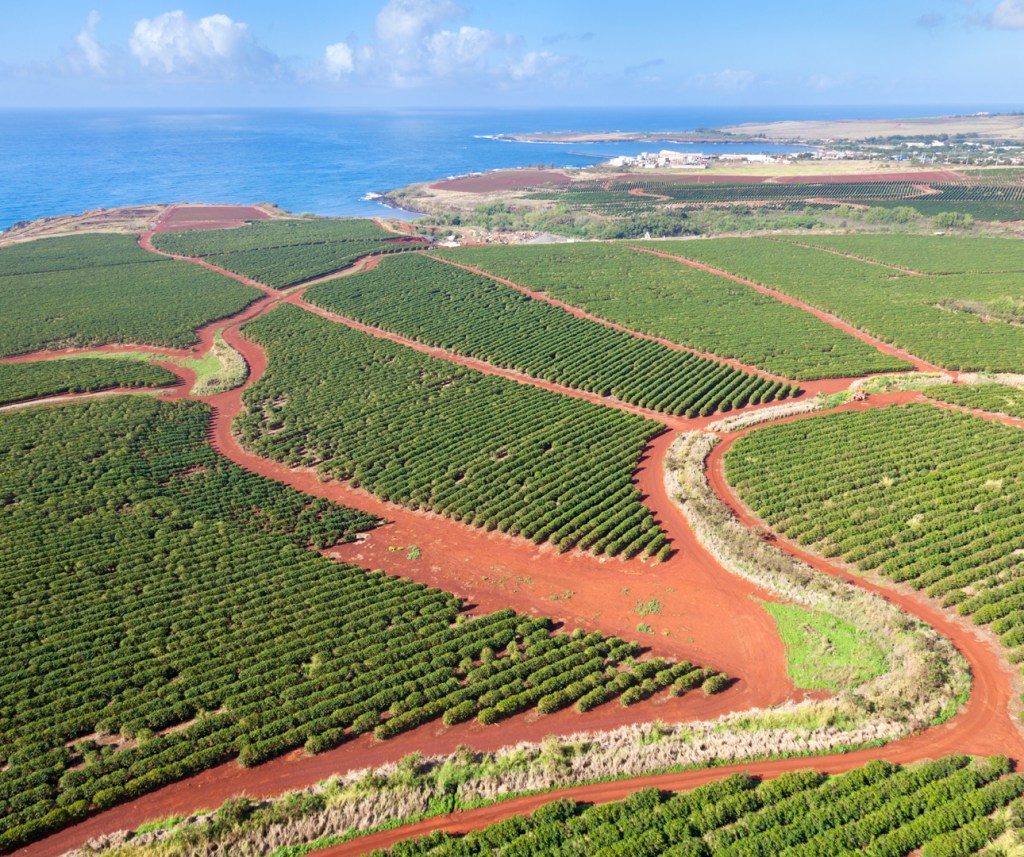 Amazing Best Kona Coffee Plantation To Visit Package