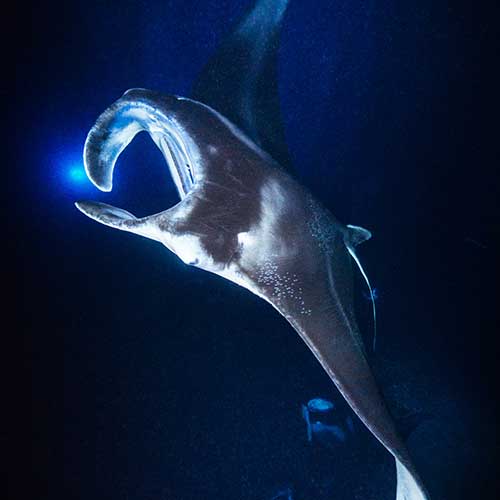 Exploring Best Manta Ray Snorkel Kona&nbsp;Packages
