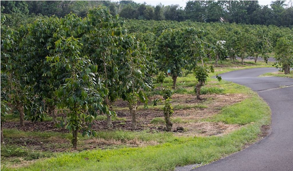 Big Island Coffee Crossword&nbsp;Package