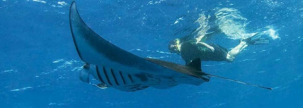 Exploring Best Captain Cook Snorkeling Tour&nbsp;Package