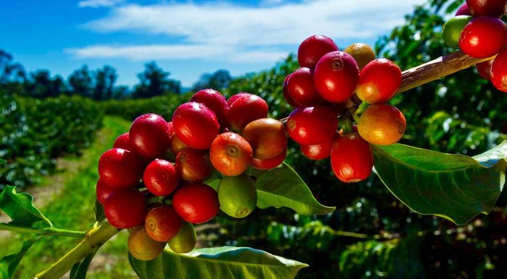 30+ Heavenly Hawaiian Kona Coffee Tour Packages