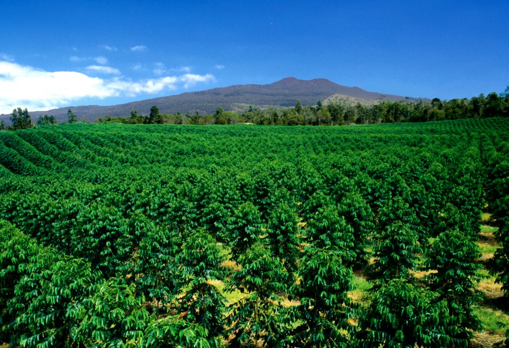 34+ Best Coffee Farm Tour Big Island Packages