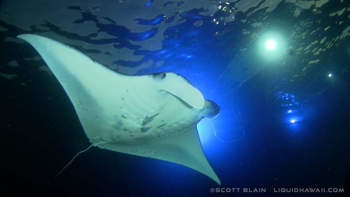 Exploring Manta Adventures Big Island&nbsp;Package
