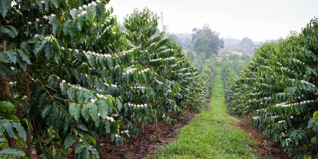 Coffee Plantation On Kona Packages