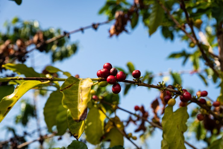 Join our coffee club for free shipping! Kona Coffee Tours Beans Plantations And More Lovehkk407