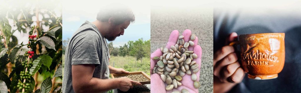 Best Kona Coffee Farm Tour Big Island