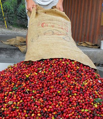 Exploring Kona Coffee Plantation Big Island Packages