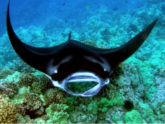 12+ Big Island Hawaii Video Tour Package