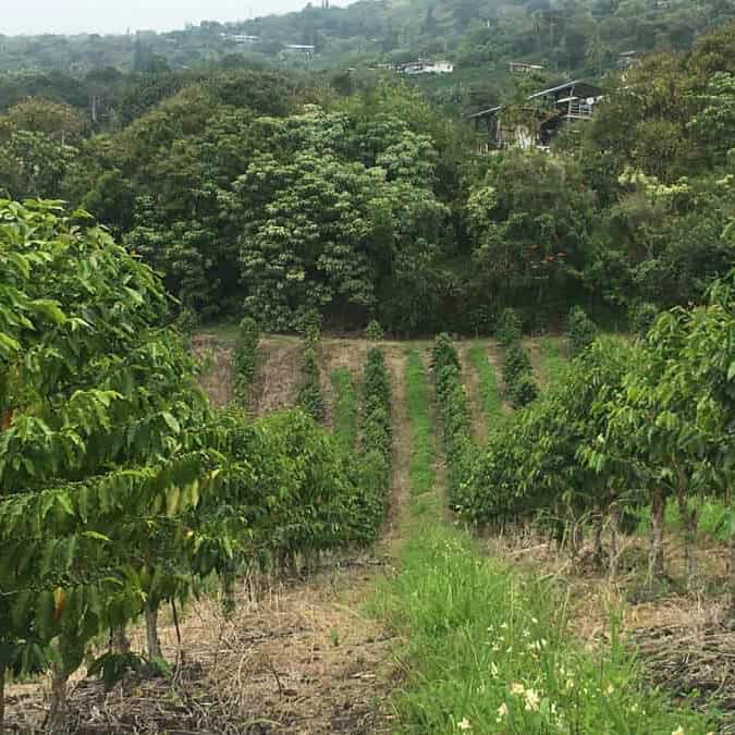 42+ Best Kona Coffee Farm Tour
