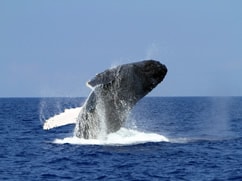 Exploring Big Island Whale Watching Season Package
