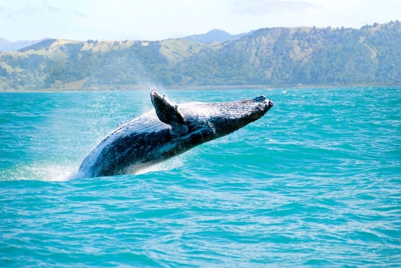 18+ Best Whale Watching Tour Big Island