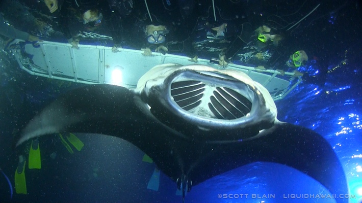 Excursions In Kona Hawaii