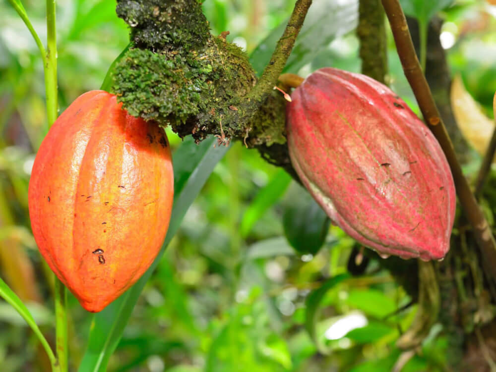 Amazing Big Island Hawaii Chocolate Tour&nbsp;Packages