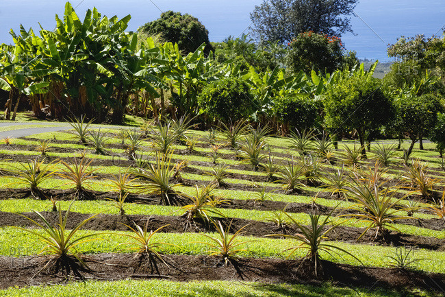 29+ Coffee Farm In Big Island&nbsp;Packages