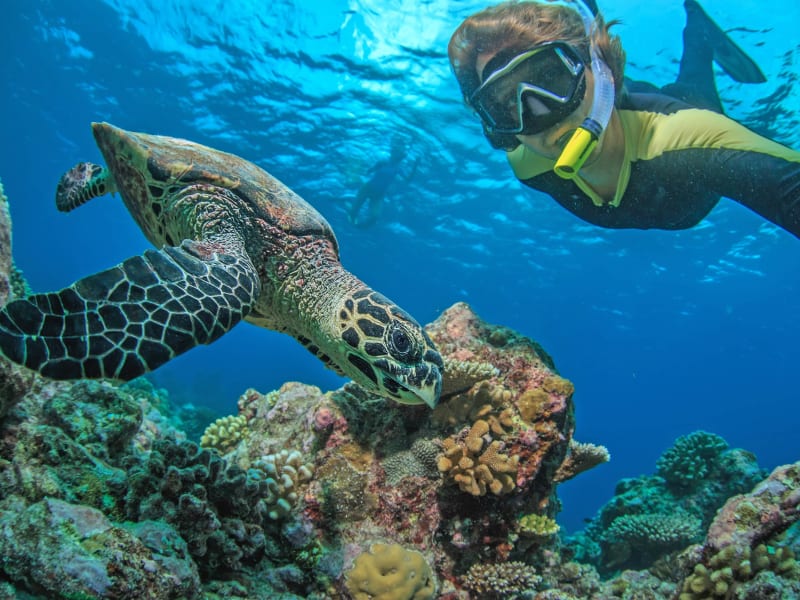 Best Captain Cook Hawaii Snorkeling Tour