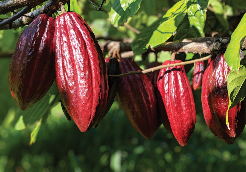 Best Chocolate Farm Tours Kona&nbsp;Packages