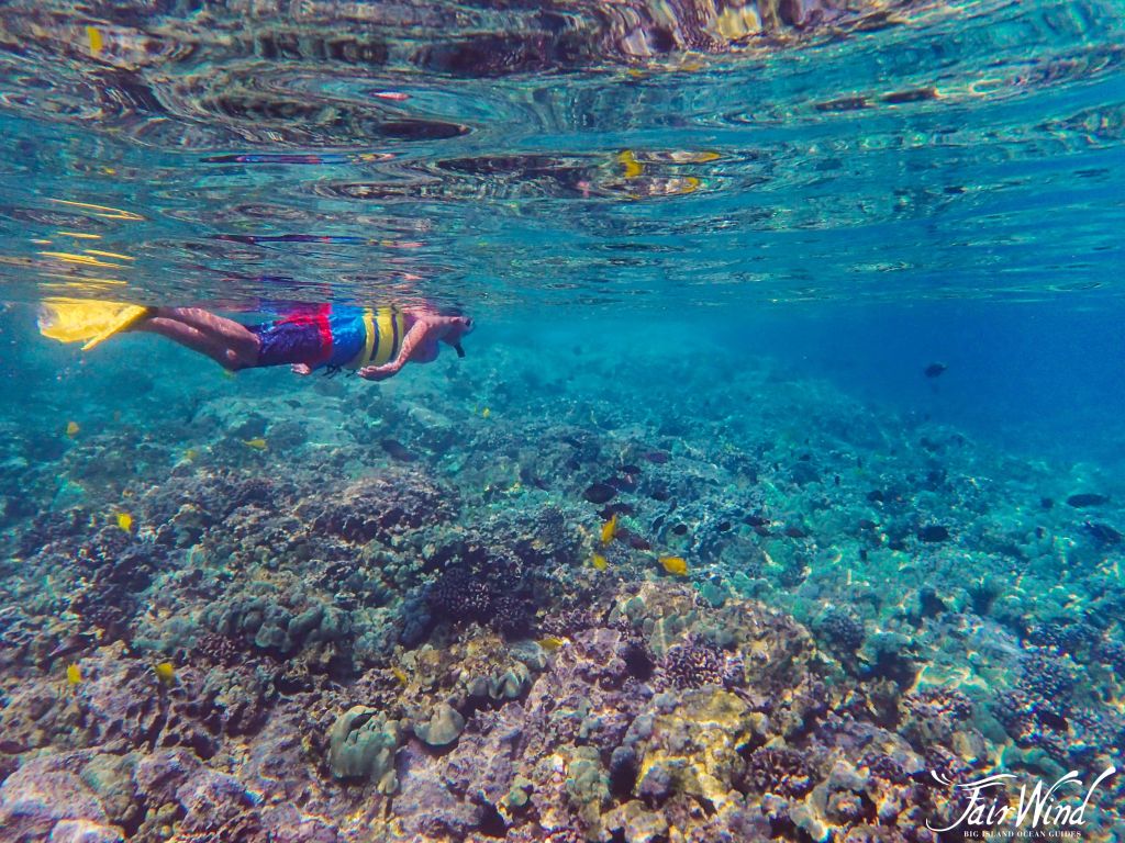 Exploring Big Island Snorkeling Excursions&nbsp;Package