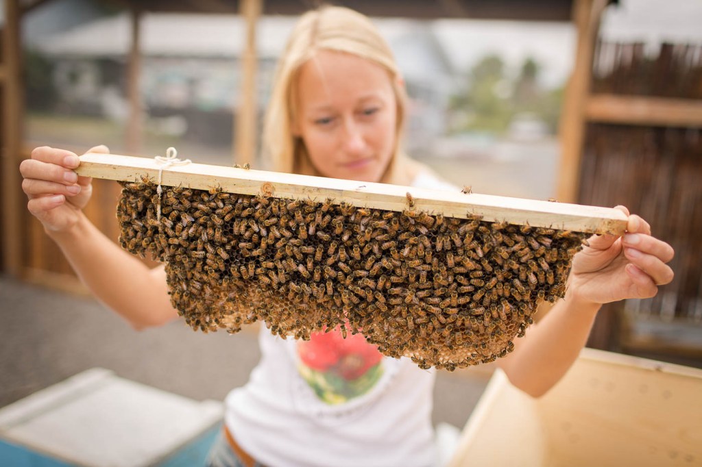 Farm Tours In Kona&nbsp;Hawaii