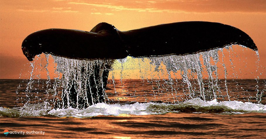 20+ Kona Big Island Sunset Dinner Cruise Packages