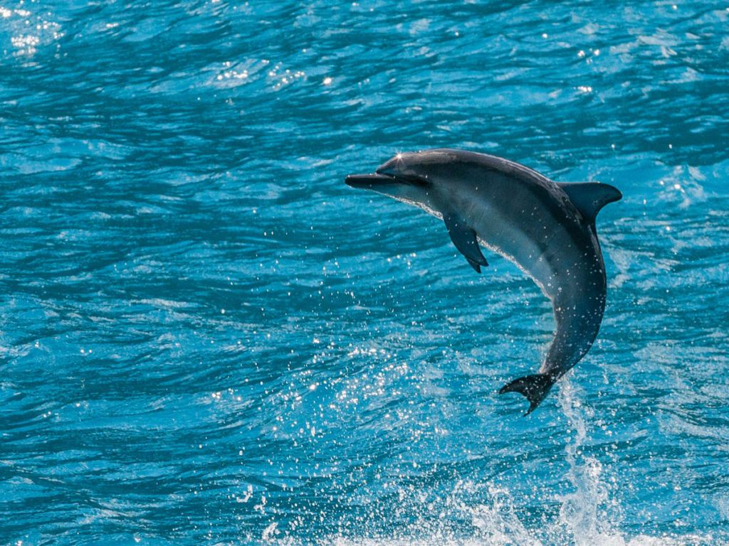 17+ Dolphin Snorkeling Kona Hawaii Packages