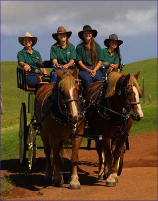 47+ Big Island Hawaii Horseback Tours&nbsp;Package