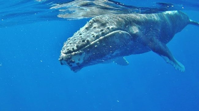 17+ Whale Watching Tour Big&nbsp;Island