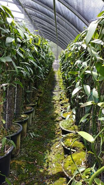 Amazing Vanilla Farm Tour Big Island Hawaii