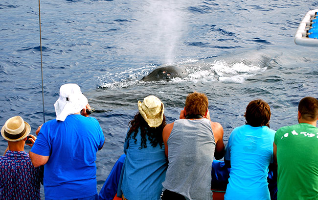 44+ Is There Whale Watching On The Big&nbsp;Island