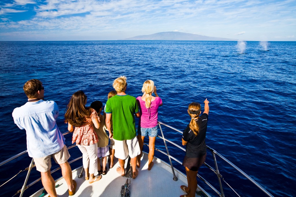 Best Big Island Whale Watch Packages