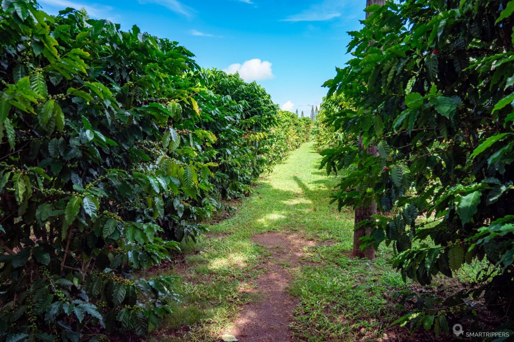 Best Coffee Plantation On Big Island&nbsp;Packages