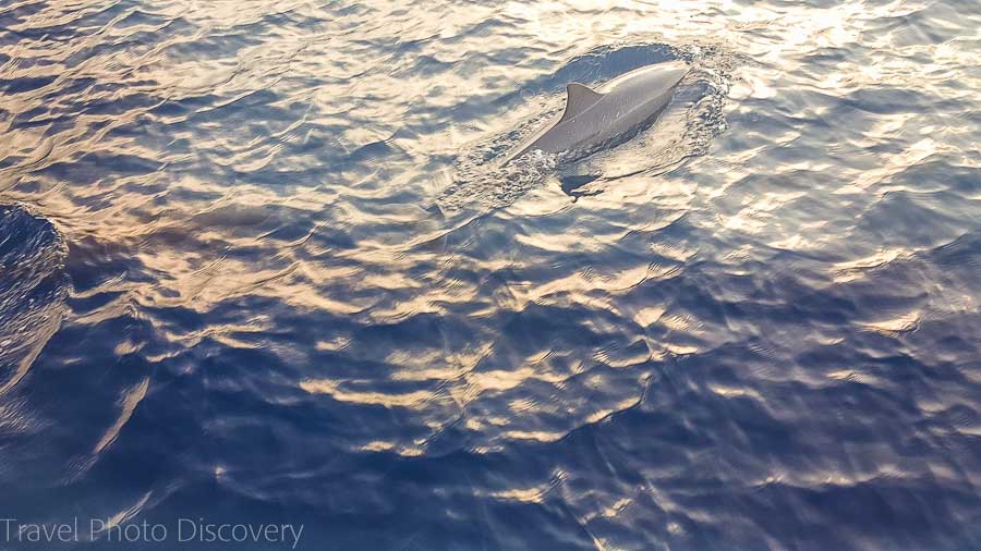 Best Body Glove Boat Tours Kona&nbsp;Packages