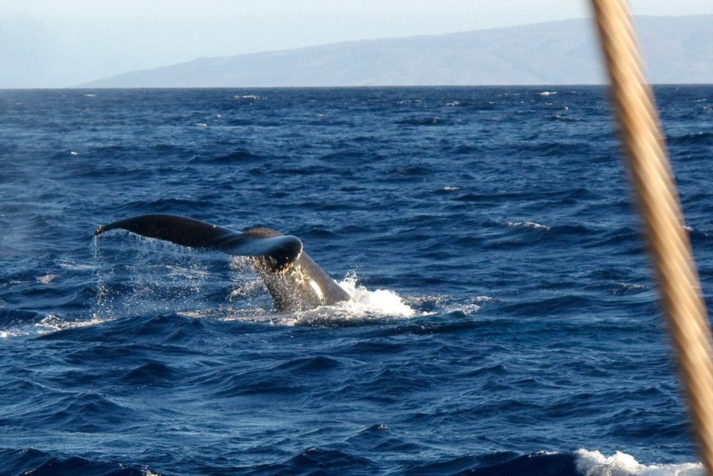 Amazing Hawaii Big Island Whale Watching Packages