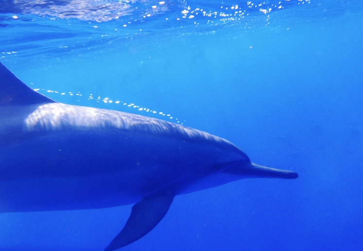 36+ Dolphin Swim Kona Hawaii&nbsp;Packages