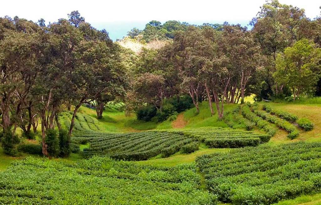 Best Pineapple Farm Tour Big Island Packages