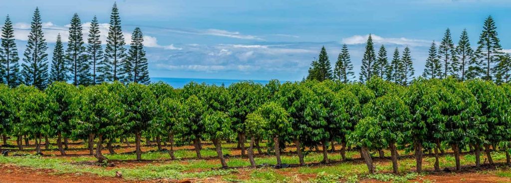 47+ Coffee Farms On Big&nbsp;Island