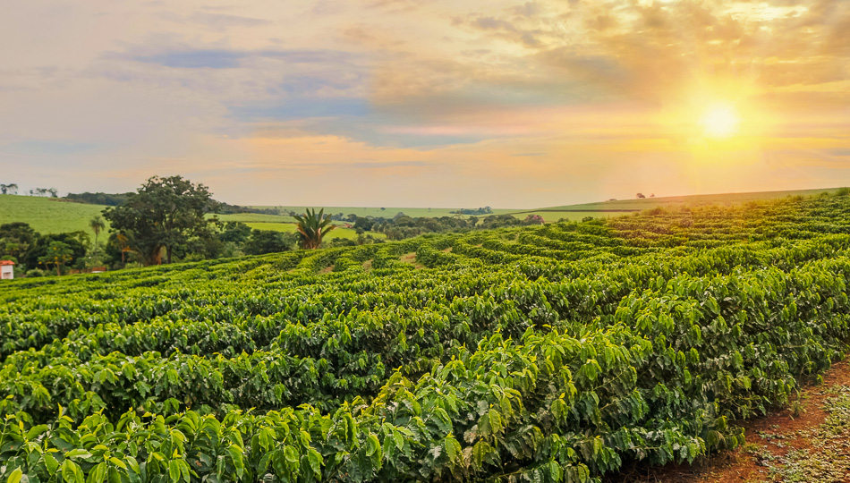 12+ Coffee Farm Tour Kona Packages