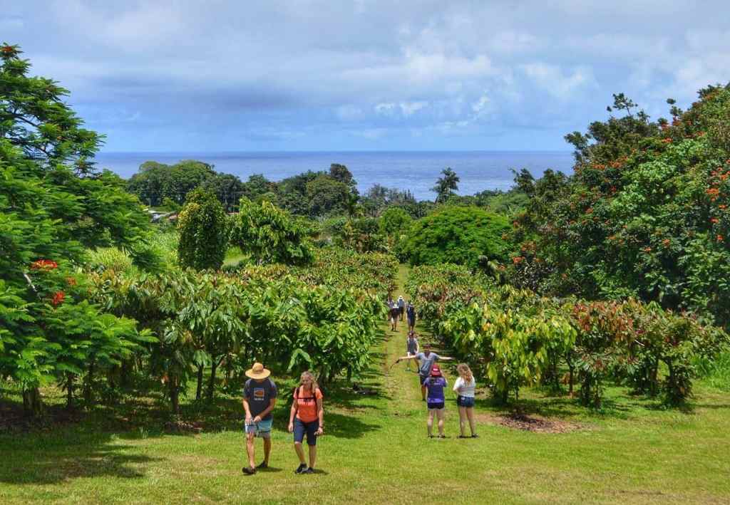 22+ Best Coffee Tour In Kona