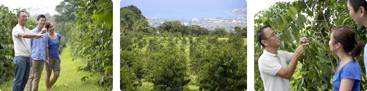 Exploring Coffee Tour In&nbsp;Kona