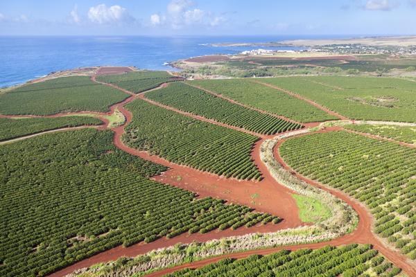 Exploring Kona Coffee Farm Tours&nbsp;Package