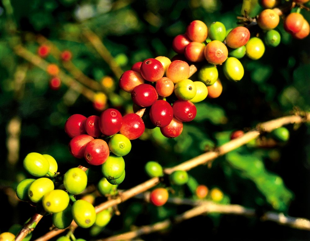 Amazing Coffee Plantation In Kona Packages