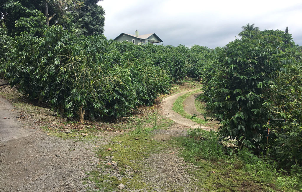 Amazing Coffee Farm Tours Big Island Hawaii Packages